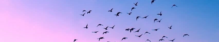 Civil Liberties Monitoring Committee. India